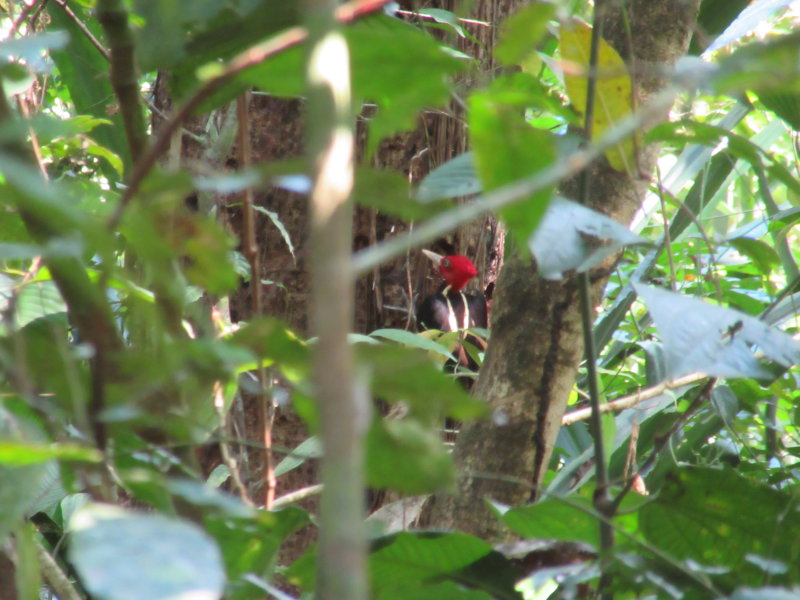 Woodpecker
