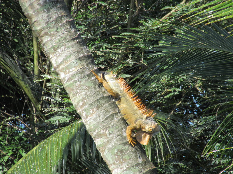Huge iguana