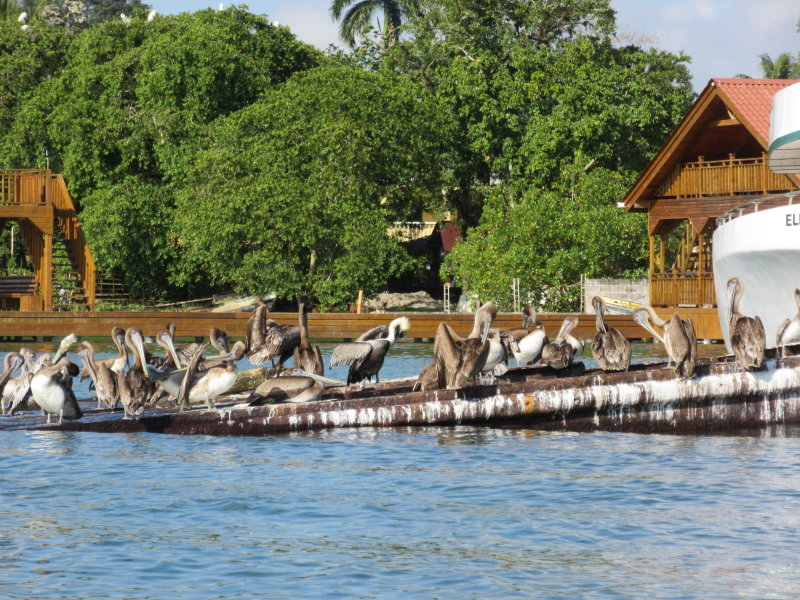 Lots of pelicans