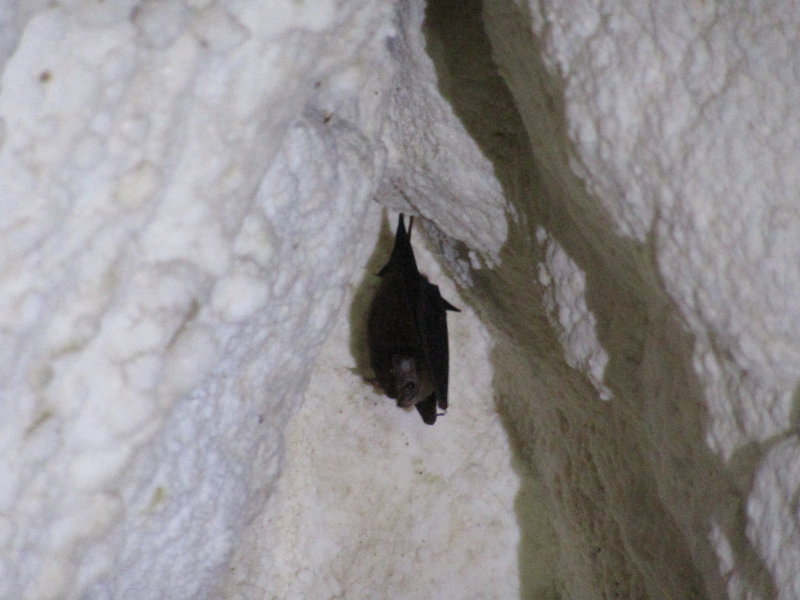 Little bats