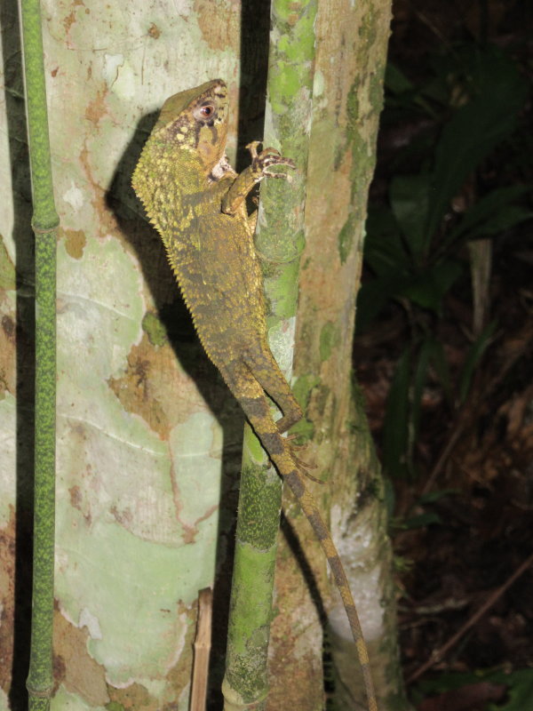 Chameleon