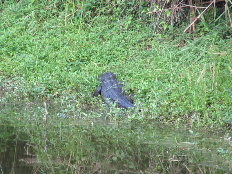 Near our hotel - a crocodile