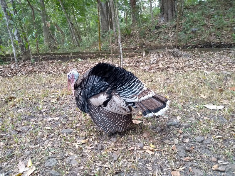 Turkey