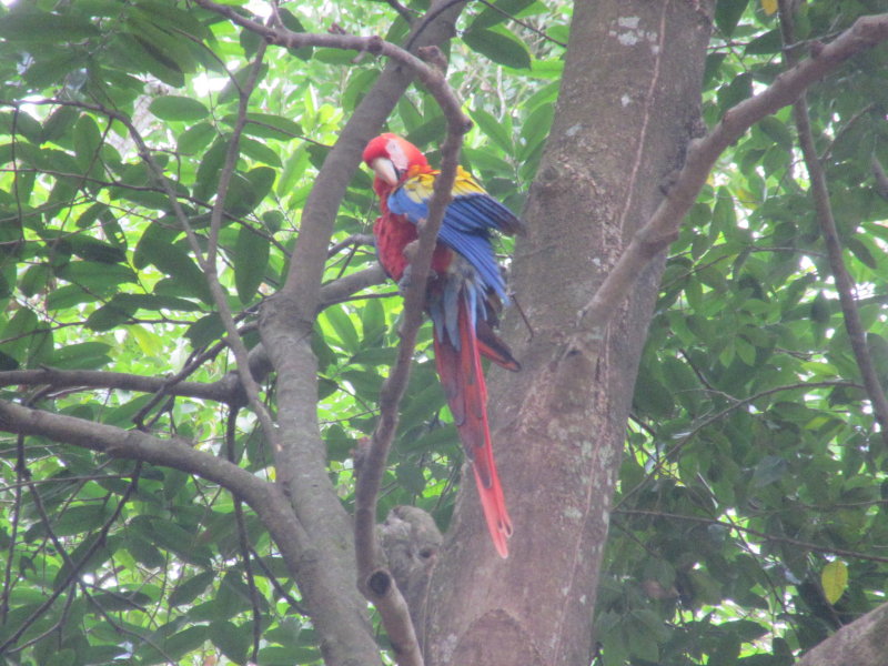 Preening