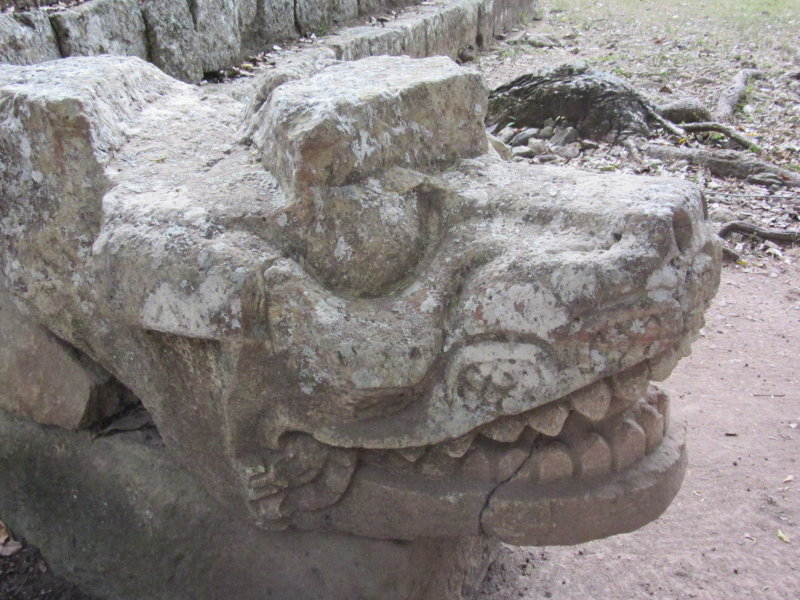 Crocodile?