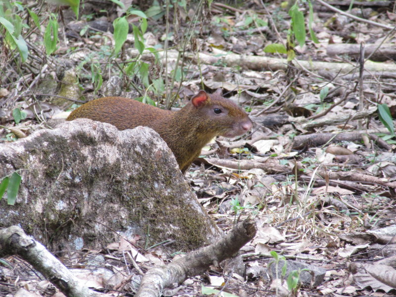 Agouti in the ruins