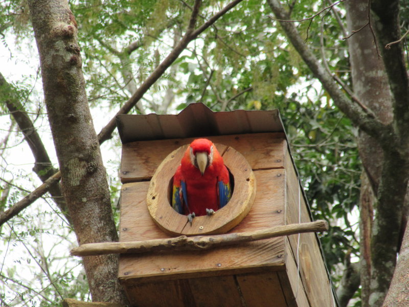 Baby macaw