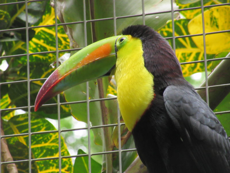 Keel-billed toucan
