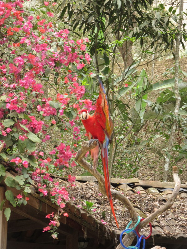 Flapping its wings