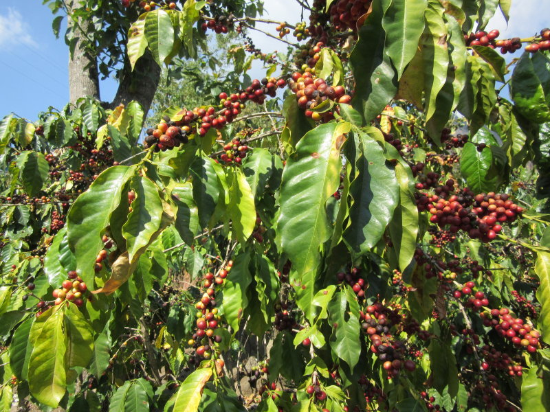 Coffee bushes