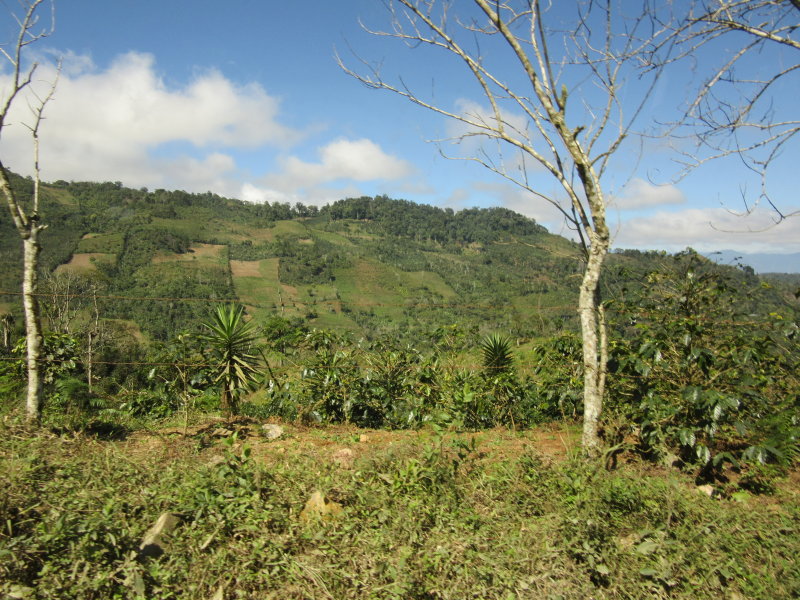 Passing coffee farms