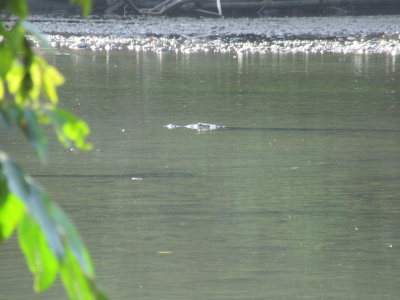 Crocodile - only its head and eyes visible