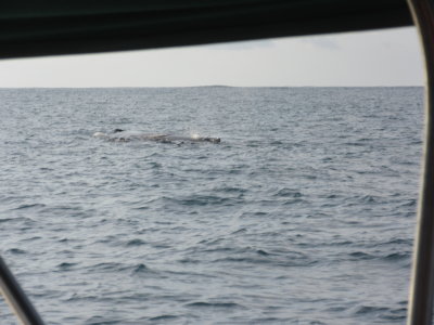 Humpback whale - spotted on our way to PN Corcovado