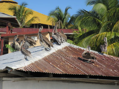 Pelicans on the roof but they don't eat the salted fish