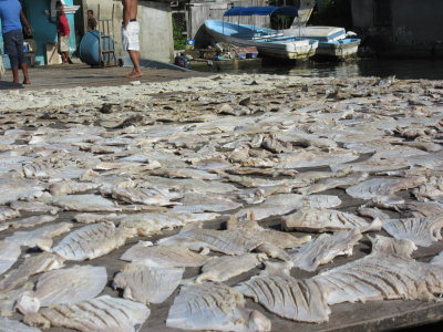 Salted and drying in the hot sun