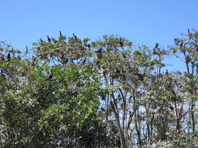 Isla de Pajaros - cormorants in the tres