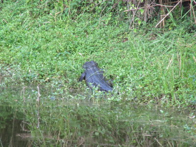 Near our hotel - a crocodile