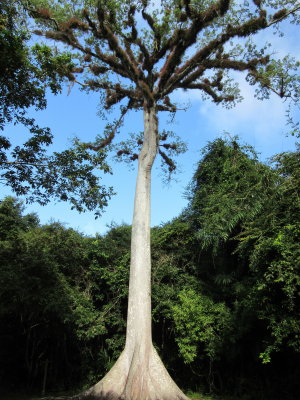 Huge ceiba tree (silk cotton tree)