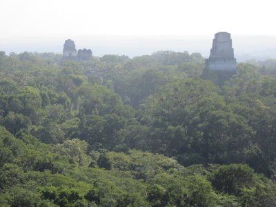 Over the treetops