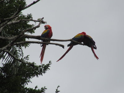 Macaws on the approach to the Gran Plaza
