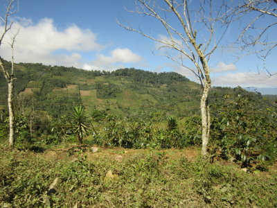 Passing coffee farms