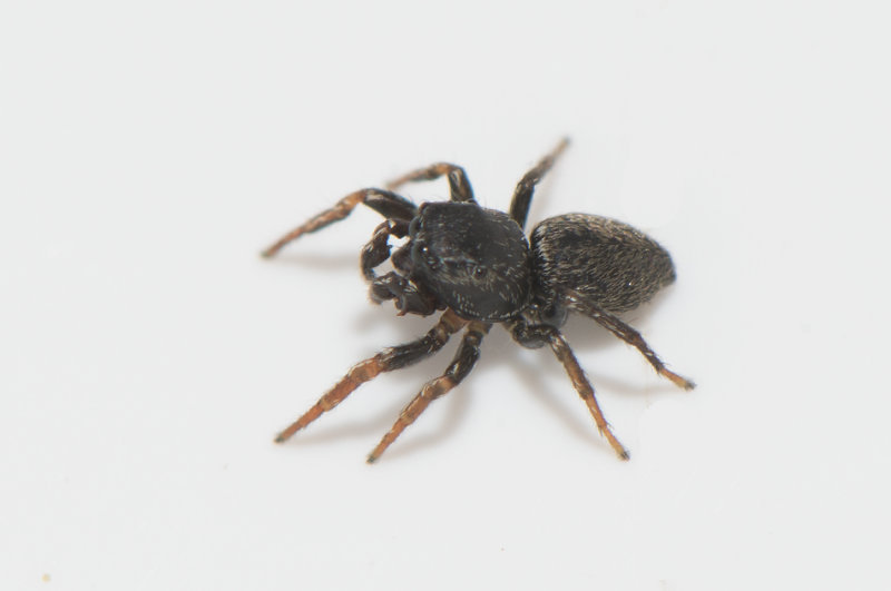 Hge s land 7.6-18 adult male