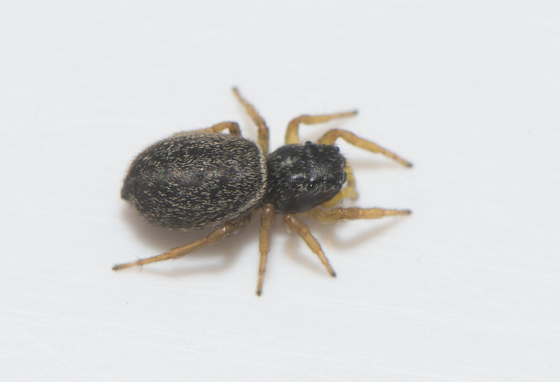 Ljungryda blekinge 1.7-18 adult female