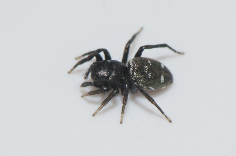 Hedemarksvgen Vstmanland 9.5-18 epigyn adult female
