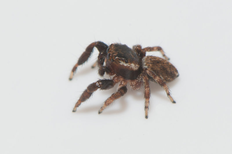 Nycklamossen Halland 30.6-18 adult male