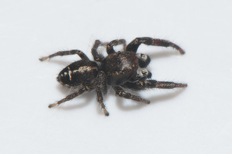 Fyledalen Skne 5.5-18 adult male