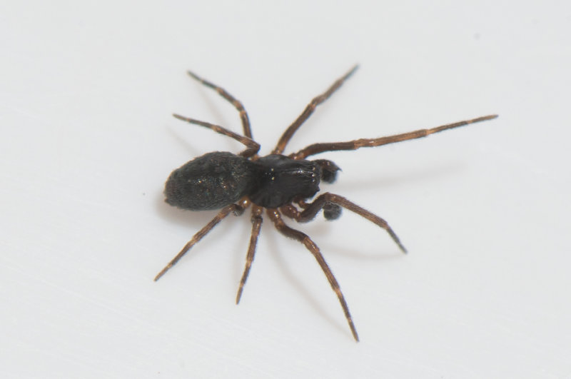 Byasjn Halland 21.5-18 adult male