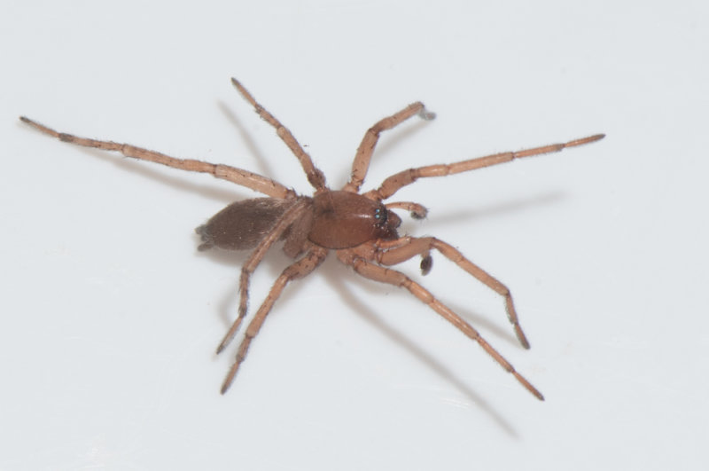Ravlunda Skne 5.5-18 adult male