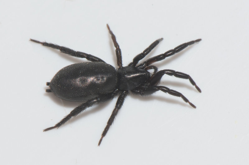 Sandtaget Smland 6.5-18 adult female