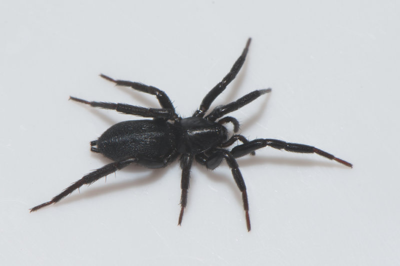 Haketorpsvgen Nrke 4.6-18 adult female