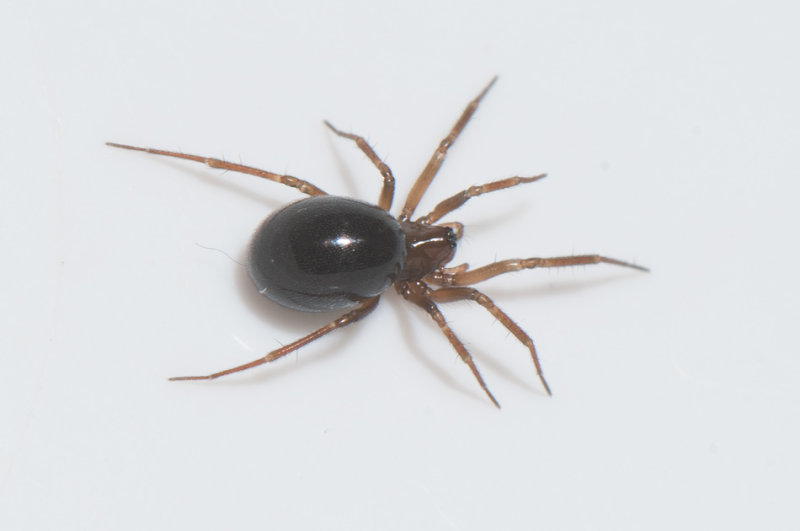 Tjrby Halland 27.1-18 adult female