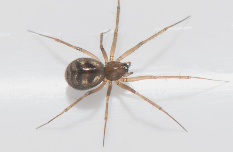 Tjrby Halland 17.3-18 adult female