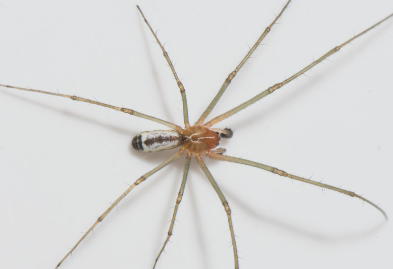 Liagrde Halland 30.6-18 adult male