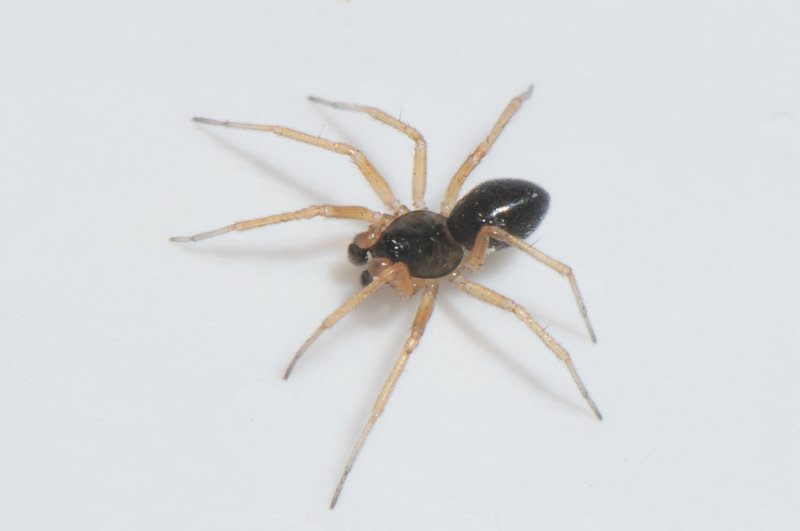 Traversvgen Smland 6.5-18 adult male