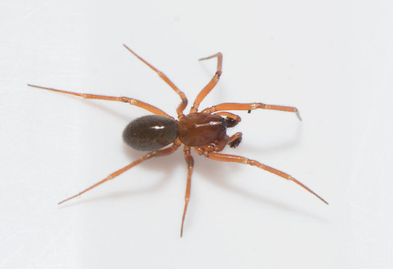 Myreholm Skne 4.12-18 adult male