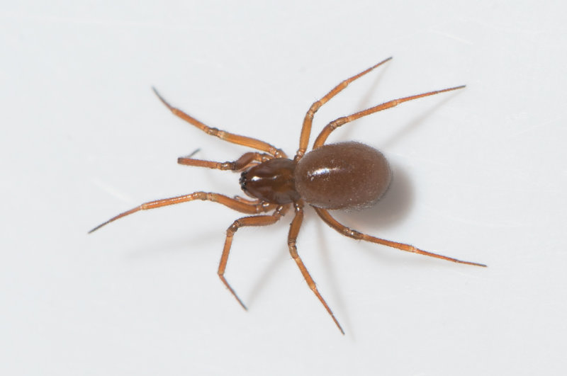 Myreholm Skne 4.12-18 adult female