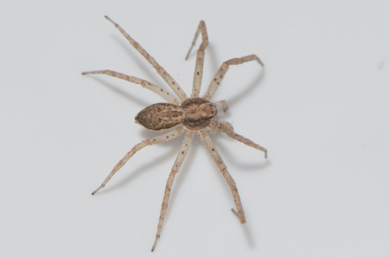 Subbe Halland 15.5-18 adult female