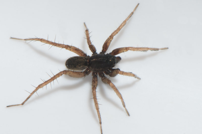 Traversvgen Smland 6.5-18 adult male