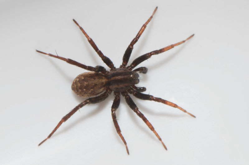 Gamlens vg Halland 18.8-18 adult male