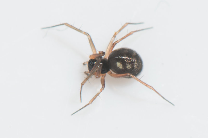 Tjrby Halland 15.12-18 adult female