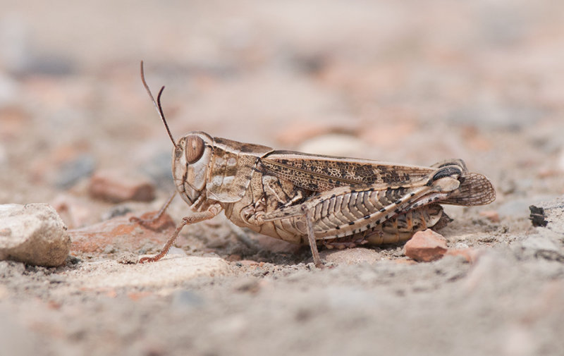 Albanien_20180717 Calliptamus italicus 