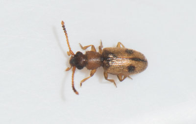 Psammoecus bipunctatus