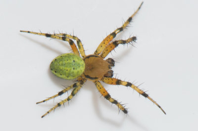 Byasjn Halland 21.5-18 adult male