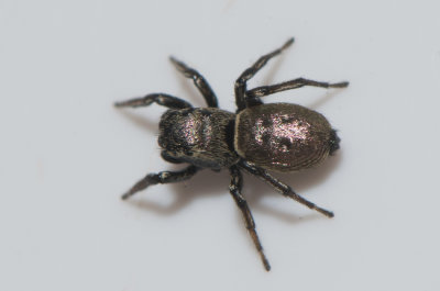 Grs Uppland 8.5-18 adult female