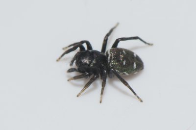 Hedemarksvägen Västmanland 9.5-18 epigyn adult female