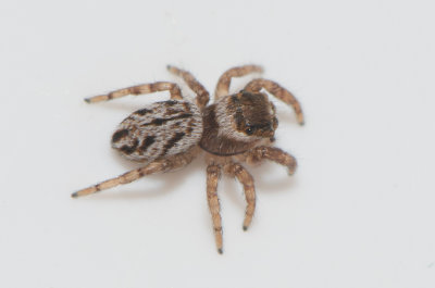 Nycklamossen Halland 30.6-18 adult female